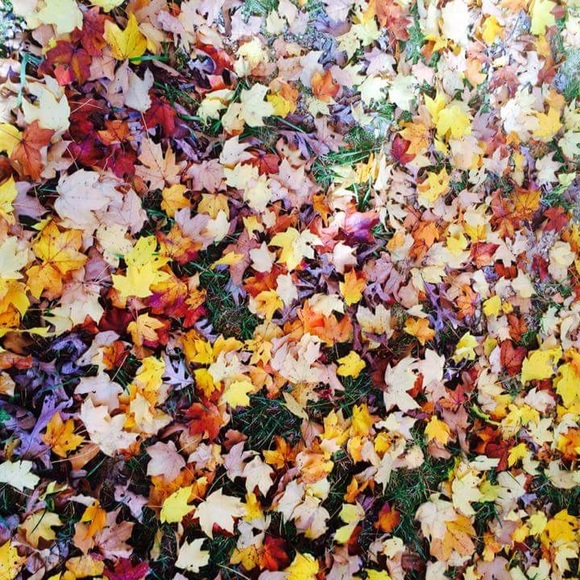 Loving the fall foliage! - Picture 5 of 5